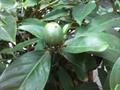 Posoqueria latifolia